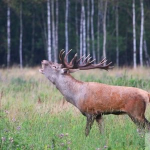 Национальный парк «Припятский» - изображение 3