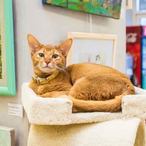 «Музей кота» - изображение 2