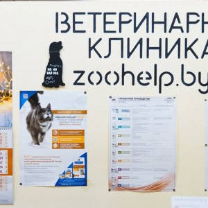 Ветклиника «Zoohelp (Зоохелп)» - изображение 4