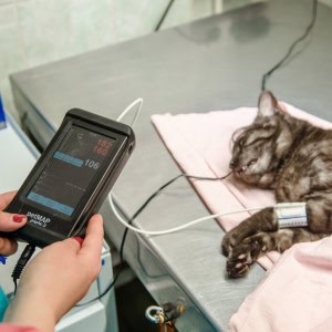 «Брестская городская ветеринарная станция» - изображение 3