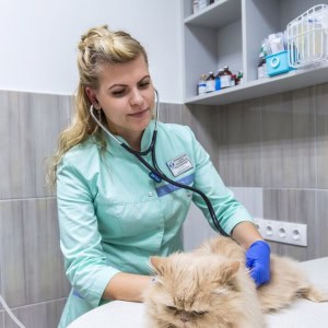 «Ветцентр доктора Базылевского А.А.» - изображение 9