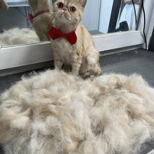 Груминг собак и кошек в Минске - изображение 7
