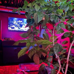 Soundgarden Bar (Саундгарден бар) - изображение 4