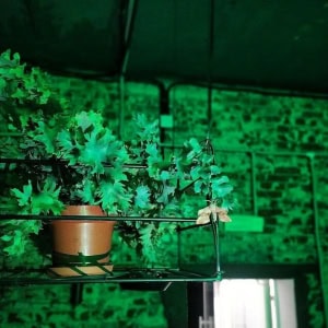 Бар «Mad frog taproom (Мэд фрог тепрум)» - изображение 3